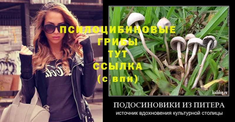 Галлюциногенные грибы Psilocybe  хочу   Жуков 